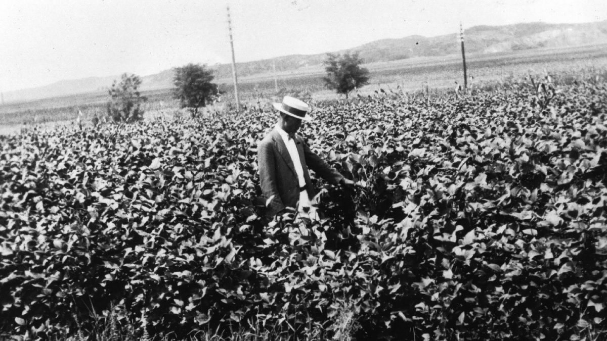 This photo shows an early soybean field. In the 10 years from 1919 to 1929, U.S. soybean production grew from 1.08 million bushels to 9.44 million bushels, soon leading to the opportunity to start exporting U.S. soybeans.