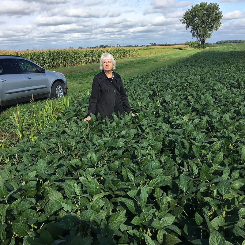 Pioneer soybeans, photo taken September 4, 2019.