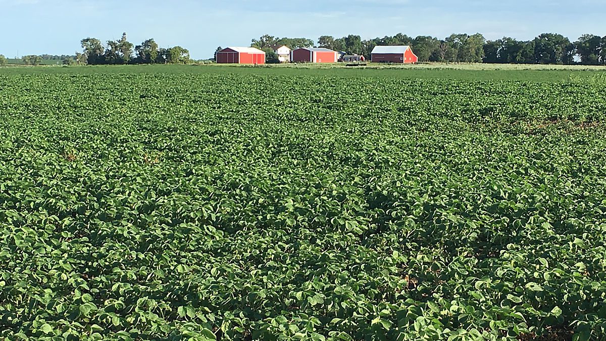 Soybeans grown next to the farmstead.