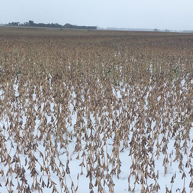 Soybeans after October 4th snowstorm, standing strong as they were grown with Enhance seaweed type fertilizer that produces healthier stalks.